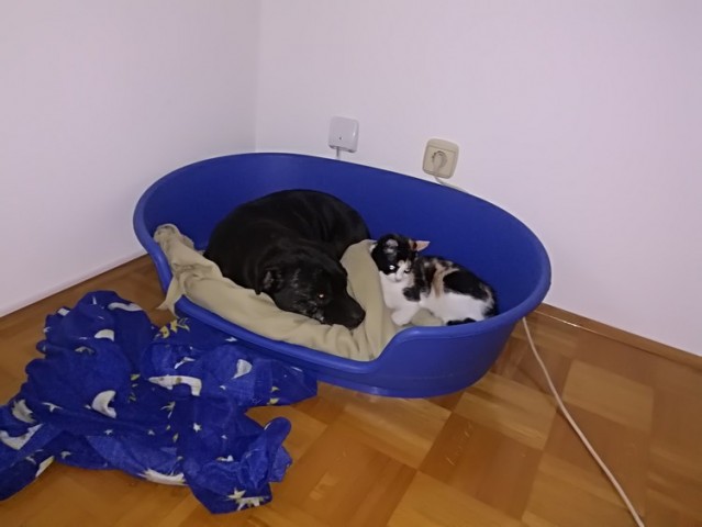 Slika