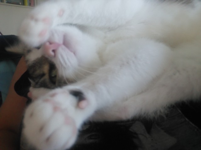 Slika
