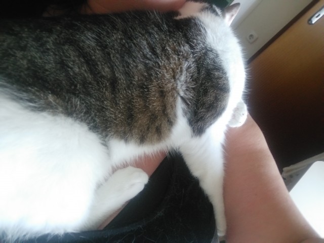 Slika