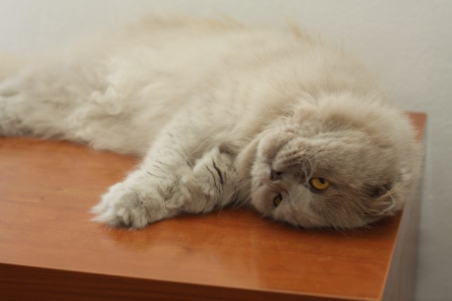 Slika
