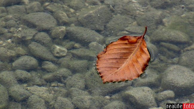 Realife Foto galerija - foto povečava