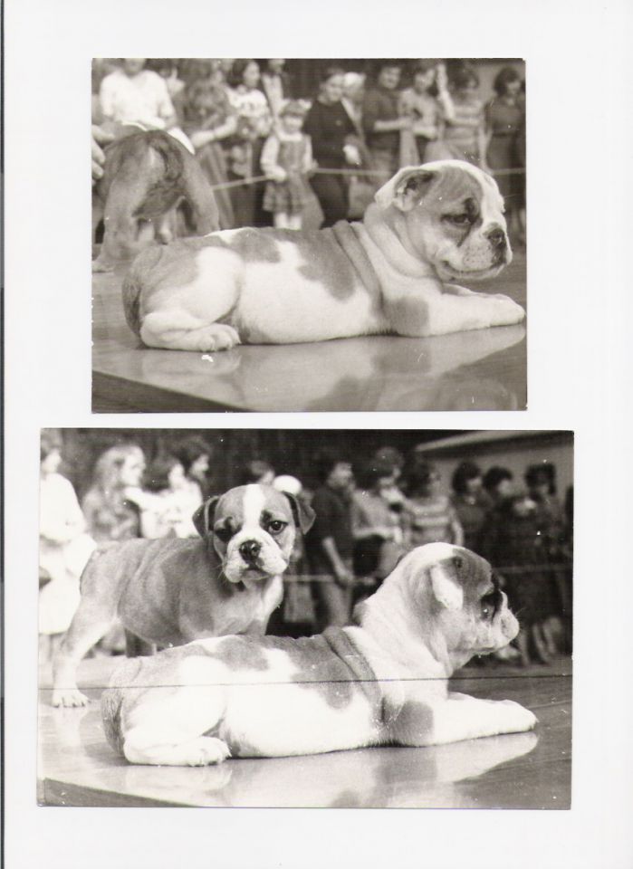 BULLDOG HISTORY - foto povečava