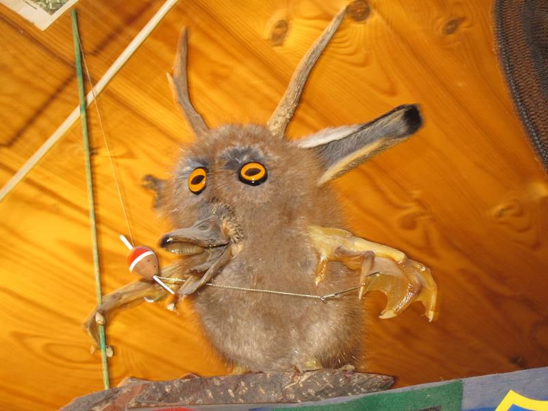 Danska 2011 - ribolov polenovk - foto povečava
