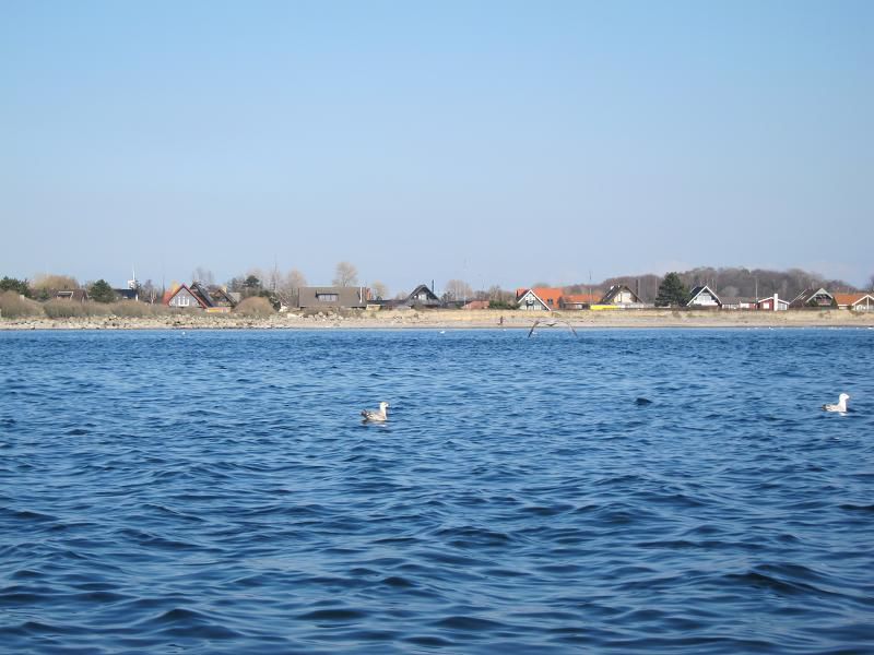 Danska 2011 - ribolov polenovk - foto povečava