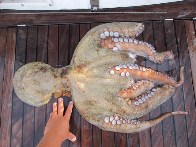 Hobotnica 5kg
