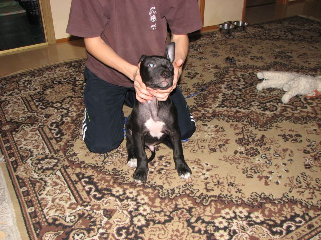 Titan- American Pitbull Terrier - foto