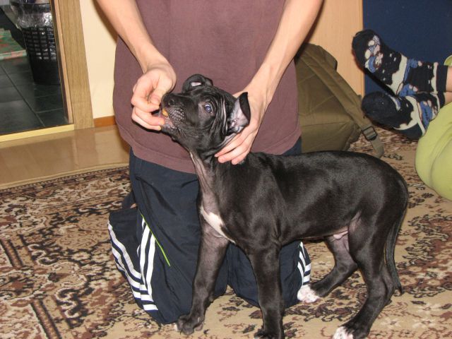 Titan- American Pitbull Terrier - foto