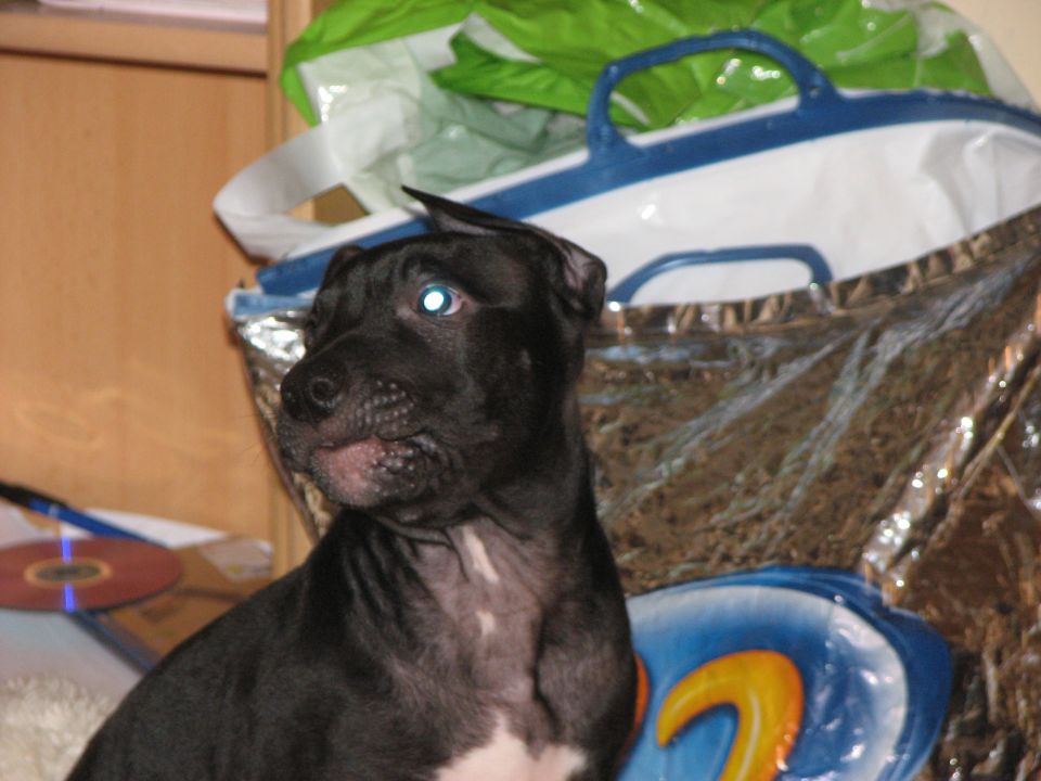Titan- American Pitbull Terrier - foto povečava