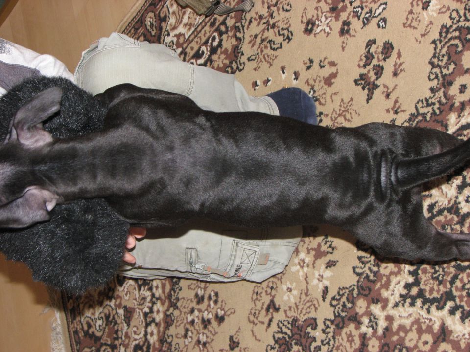 Titan- American Pitbull Terrier - foto povečava