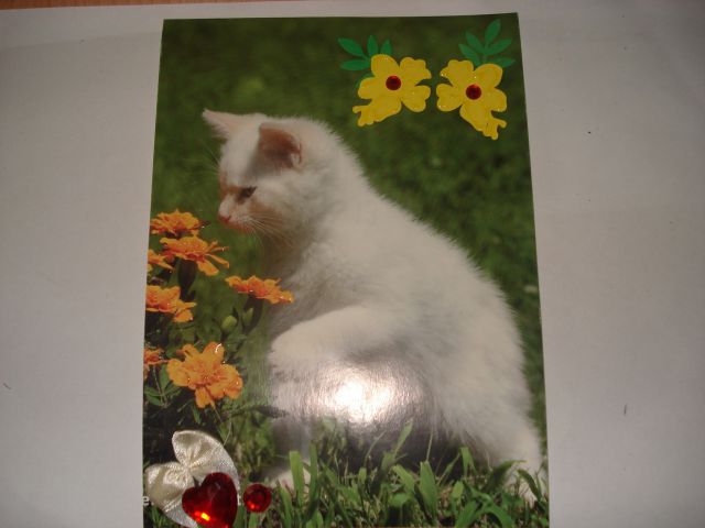 Cat postcard