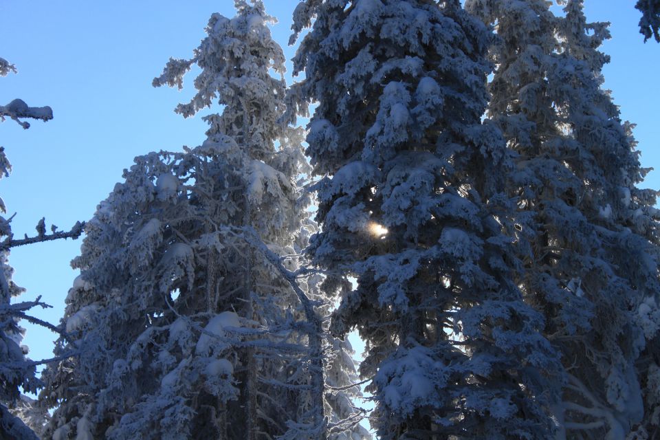 Pravljična januarska Rogla - foto povečava