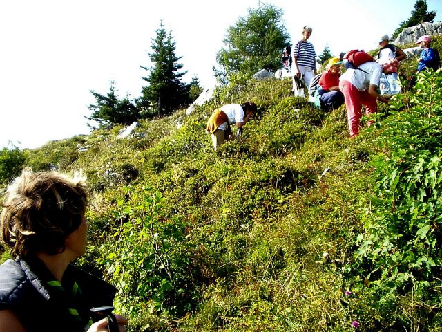 Nabiranje malin in borovnic