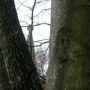 Bukve