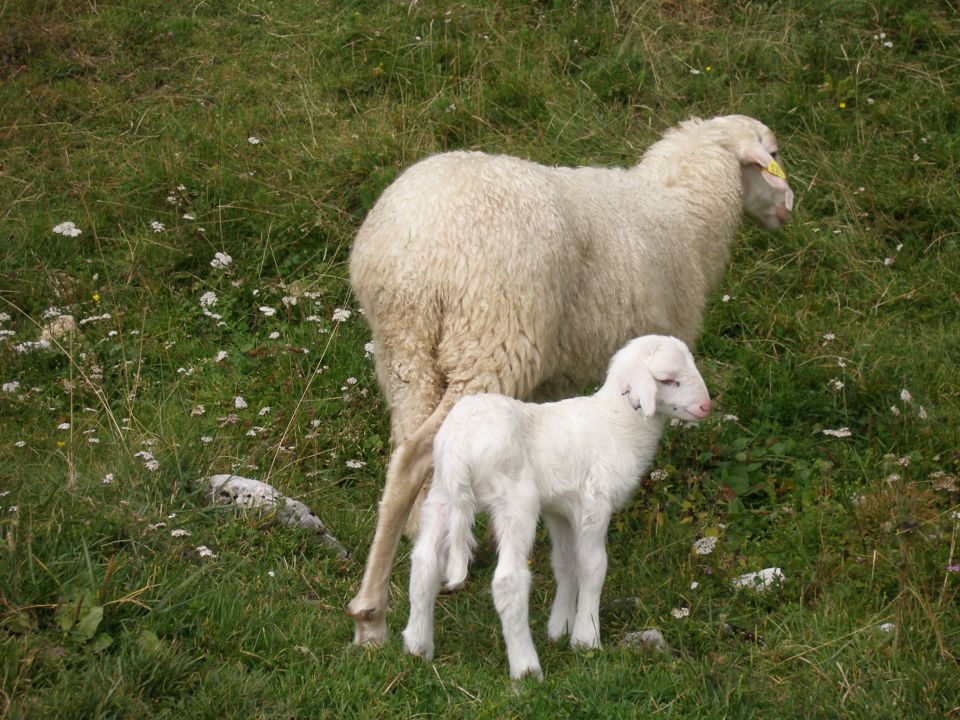 Planina Zaprikraj