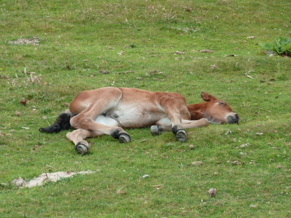 Planina Biba, 16.08.2011