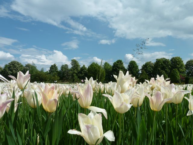 Planine - foto