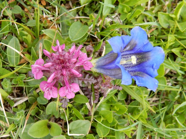 Planine - foto