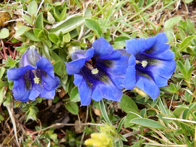 Planine - foto
