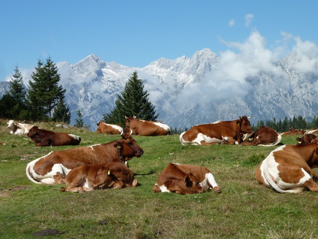 Velika planina, 18.9.2012