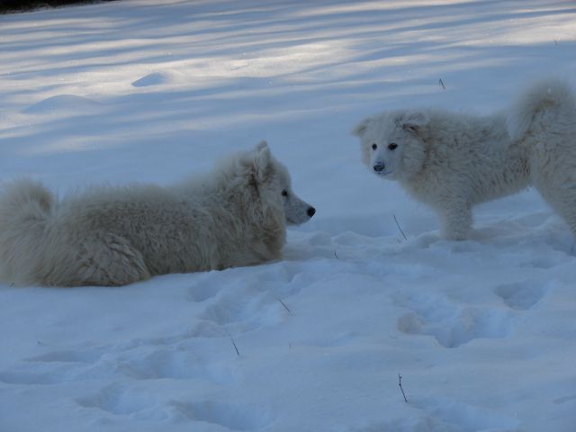 Medo in Bella - foto