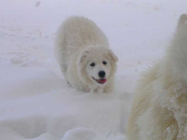 Medo in Bella - foto