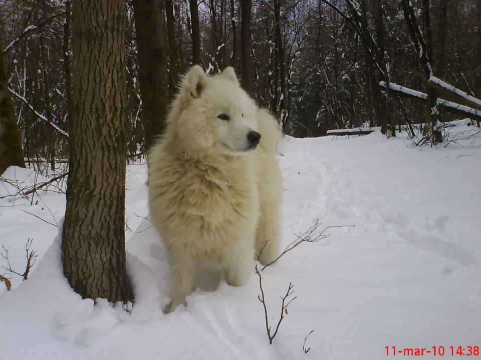 Medo bella - foto povečava