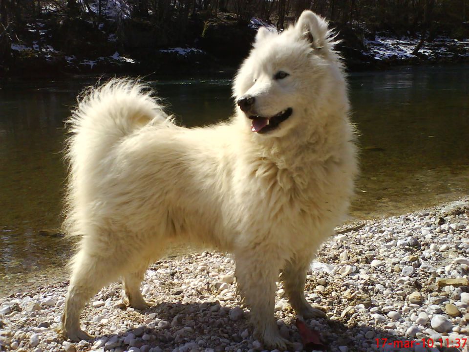 Medo bella - foto povečava