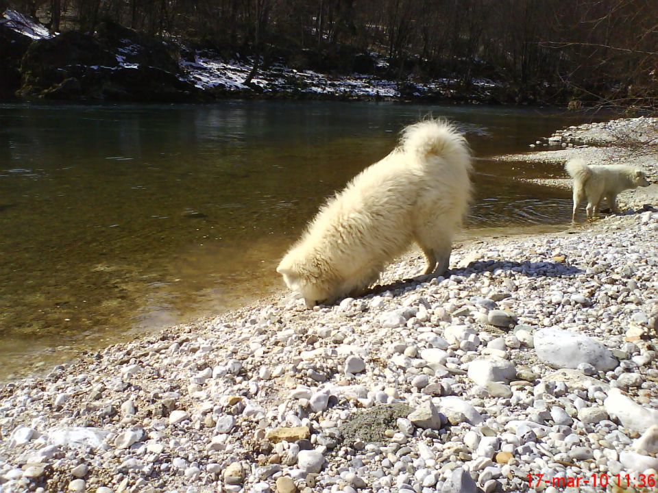 Medo bella - foto povečava