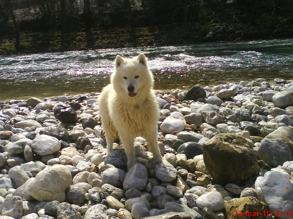 Medo bella - foto povečava