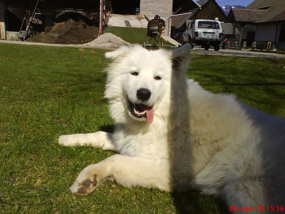 Medo bella - foto povečava