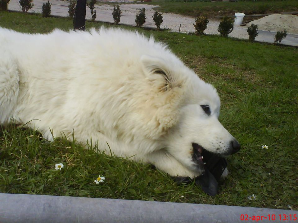 Medo bella - foto povečava