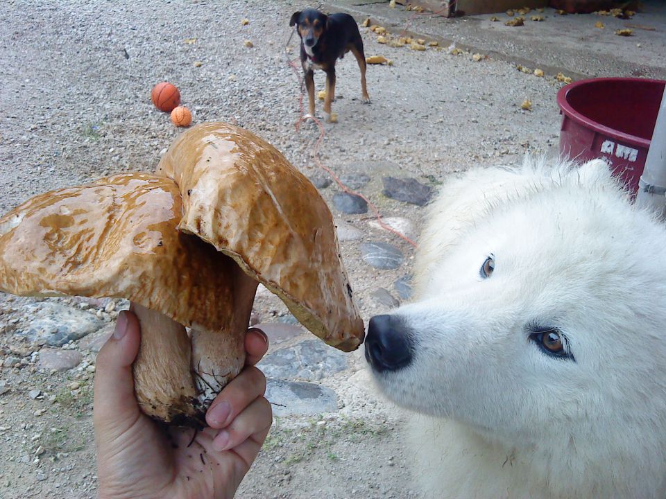 Medo bella - foto povečava