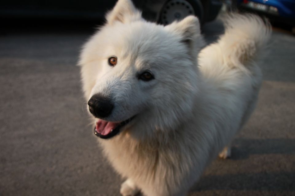Medo bella - foto povečava