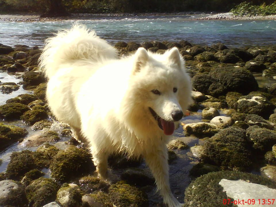 Medo bella - foto povečava