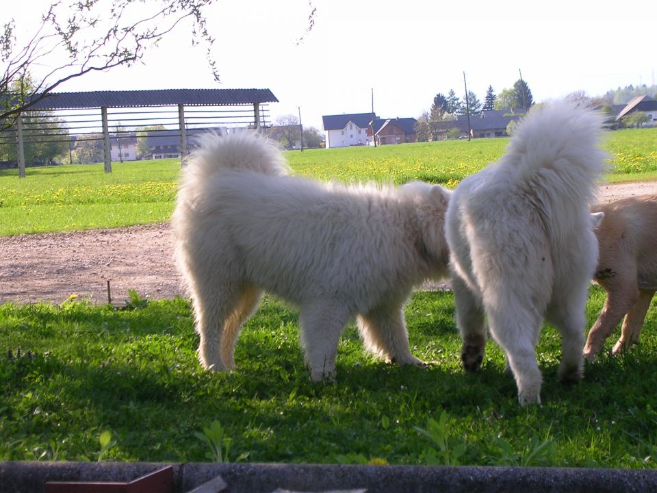 NALA, MEDI in BELLA - foto povečava