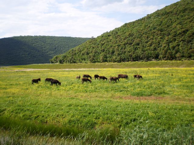 Farma magaraca u dolini Raše