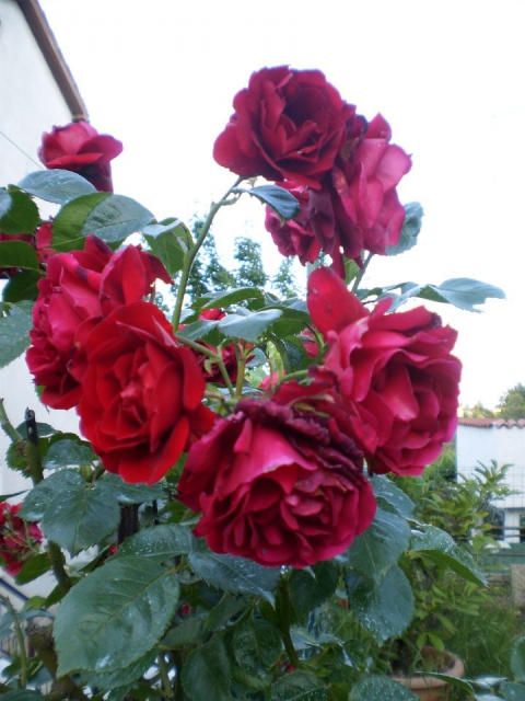 Moje ruže :)