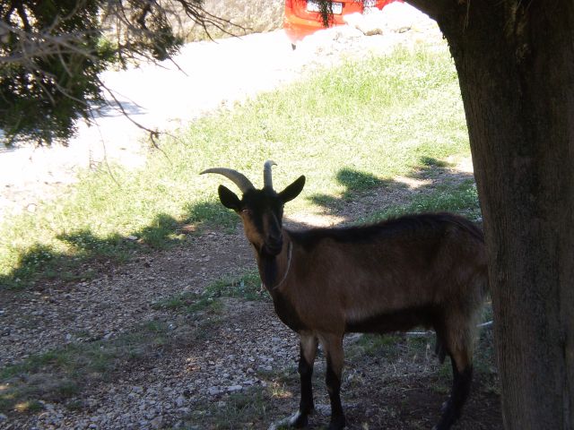 Cres i lošinj, 3. dan - foto