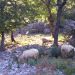ovce nas pozdravljaju cijelim putem...