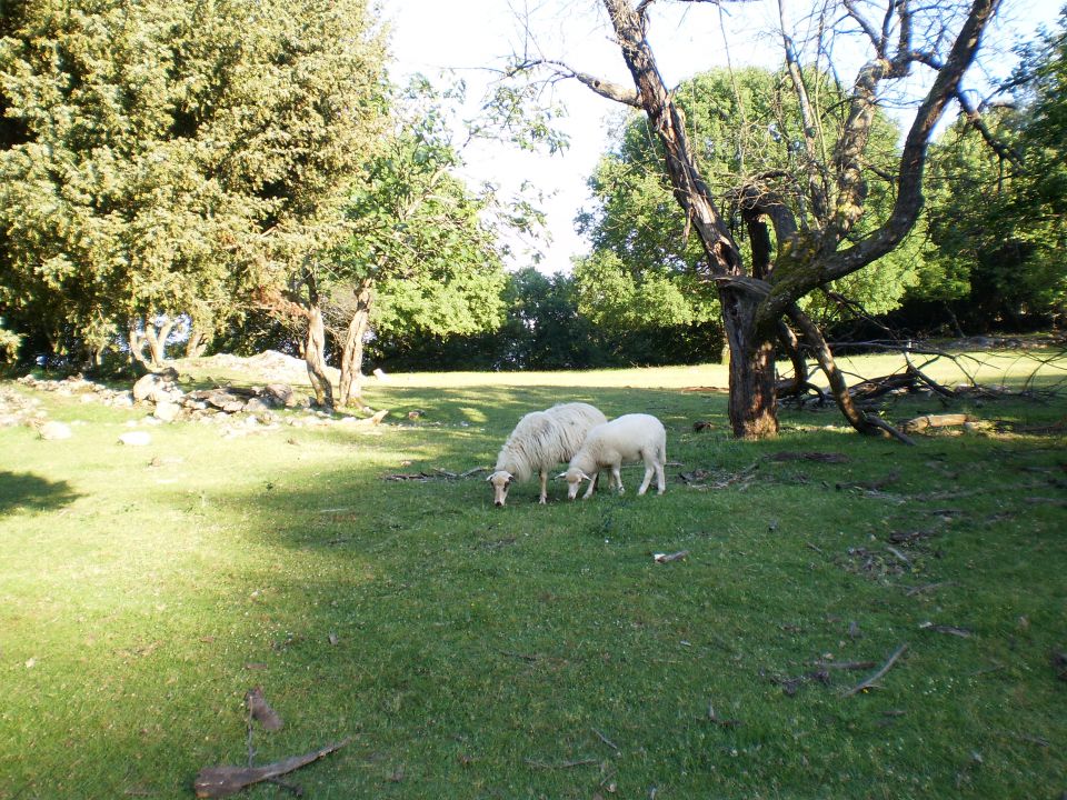 ... a ovce sa strane mirno pasu