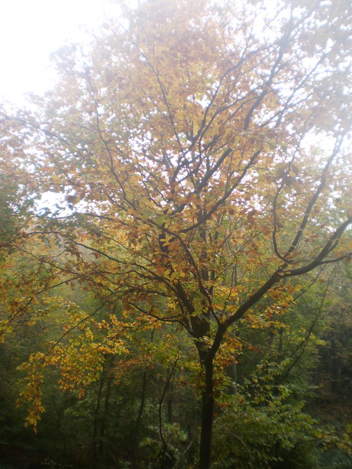 Kalnik, Varaždin, Krapina 27.-28.10.2012 - foto povečava