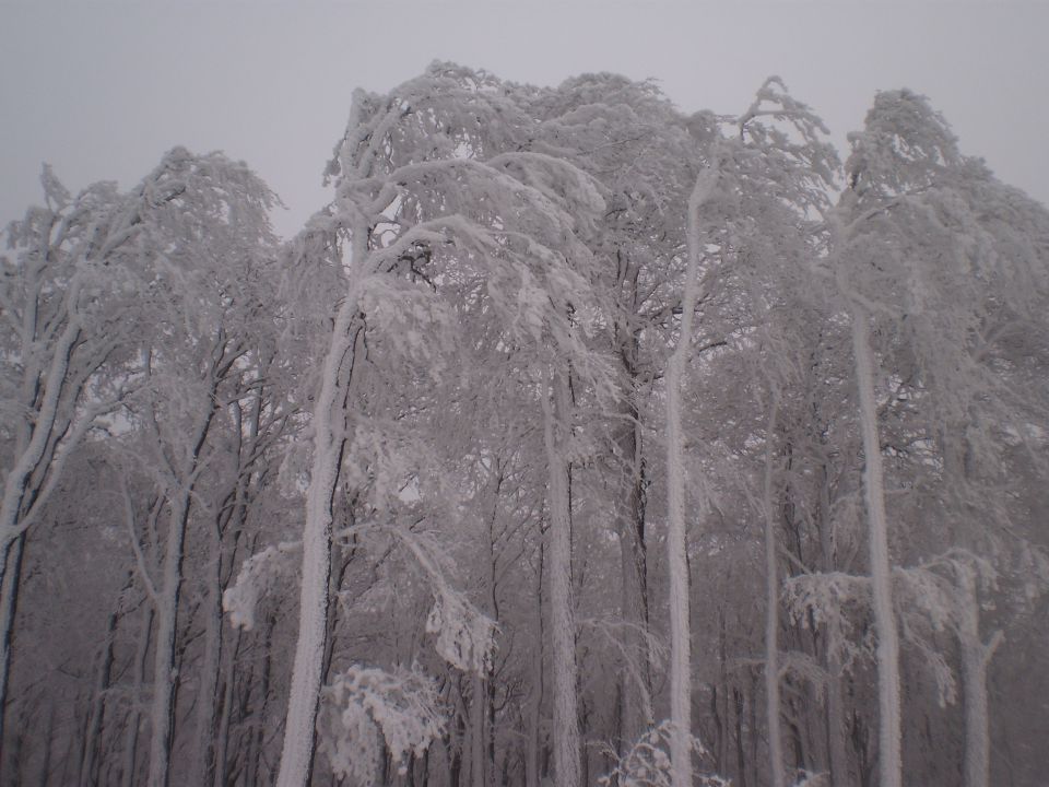 Februar 2013 - foto povečava