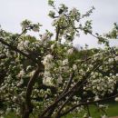Međimurje April 2013