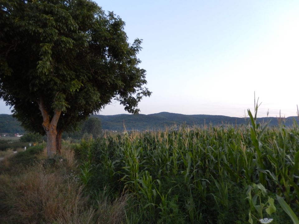 Slavonija 19.7.-27.7.2013 - foto povečava