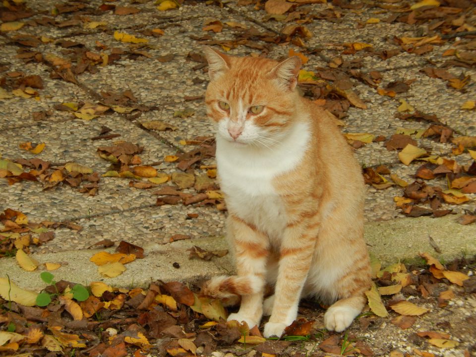 Pomerski zaljev 27.10.2013 - foto povečava