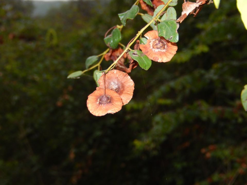 Pomerski zaljev 27.10.2013 - foto povečava