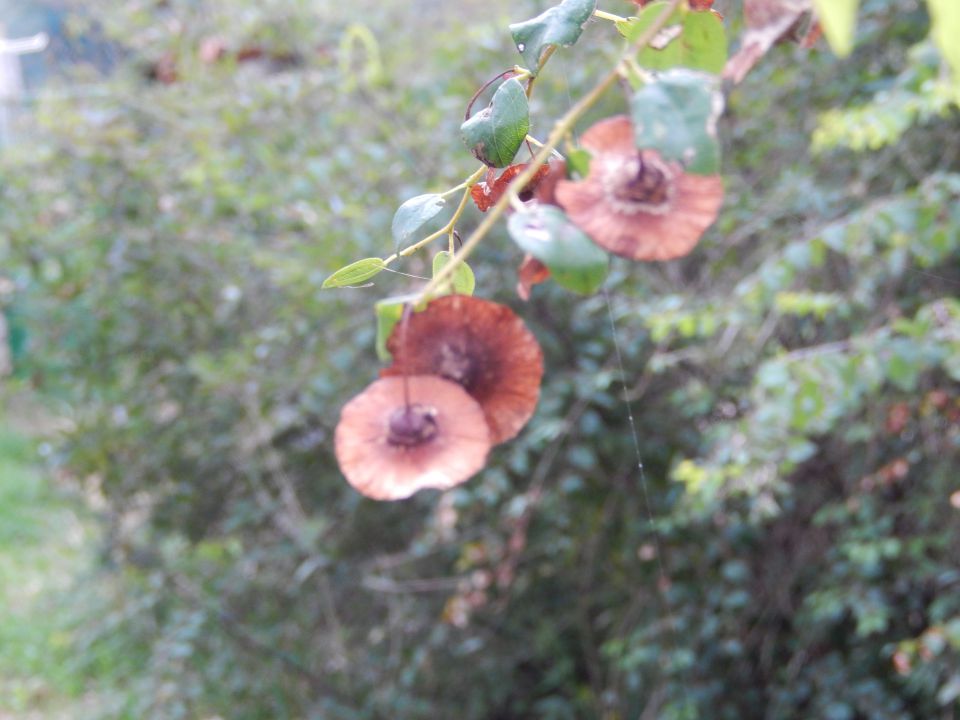 Pomerski zaljev 27.10.2013 - foto povečava