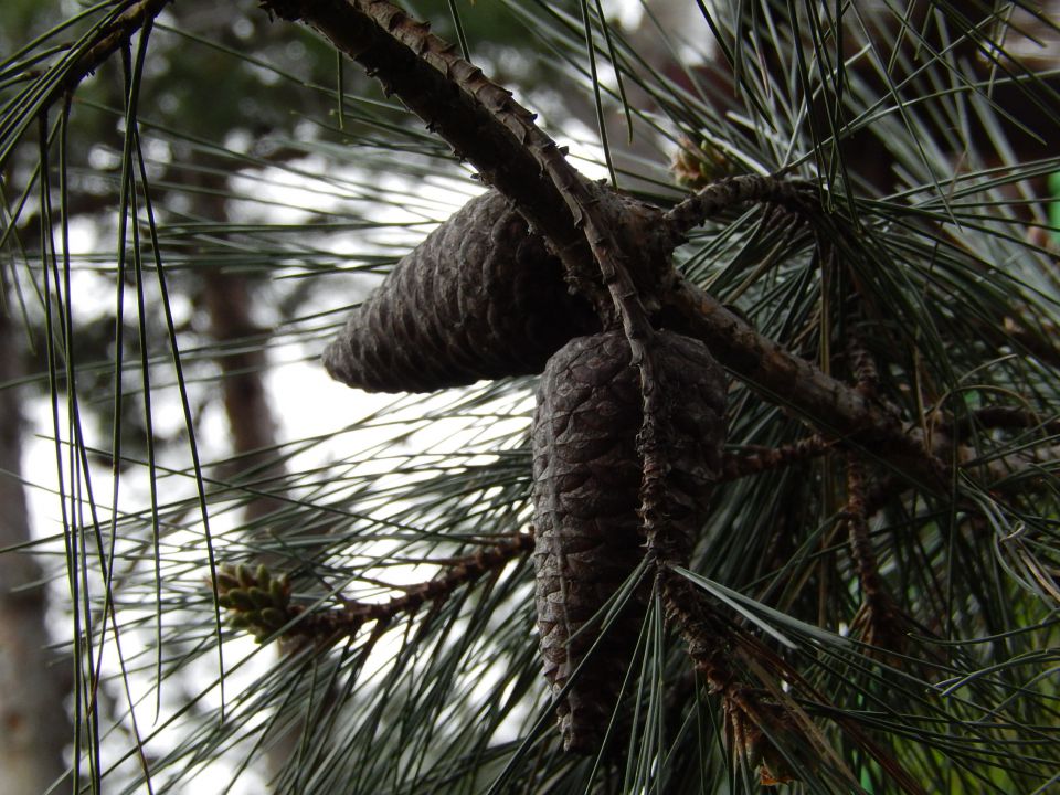 Puntižela 23.02.2014 - foto povečava