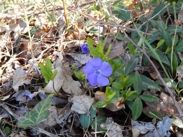 Grimalda, Draguć, Krušvari, Kotli 09.03.2014 - foto