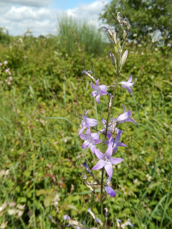 Palud, 18.5.2014 - foto povečava